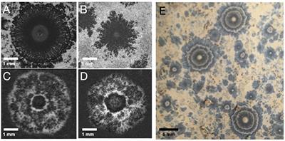 Spontaneous Pattern Growth on Chocolate Surface: Simulations and Experiments